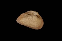 藏品(對稱擬蚶)的圖片